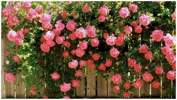 تصویر 5 از خرید و قیمت غنچه گل محمدی خشک فله + فروش صادراتی